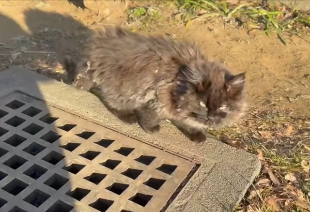 保護前、飼い主さんを見上げるちゃこちゃん（画像提供：Li  2匹の保護猫と日常さん）