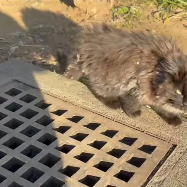 保護前、飼い主さんを見上げるちゃこちゃん（画像提供：Li  2匹の保護猫と日常さん）