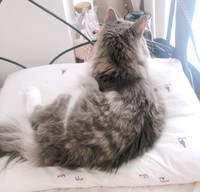 枕の上でのんびりくつろぐ直哉くん（画像提供：直哉さん）