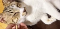 病気の発症前。飼い主さんが撫でた時には幸せそうな表情を見せてくれた