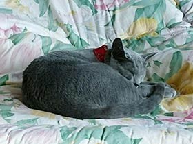ロシアンブルーの「しあん」 干したおふとんの上でウトウト