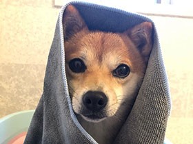 Stay Home！ お風呂でリラックス～ 豆柴「コロ助」