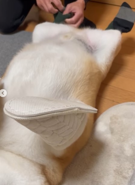 今度は後ろ足に靴下を履かせるパパさん（shibaochatarouさん提供、動画をキャプチャ撮影）