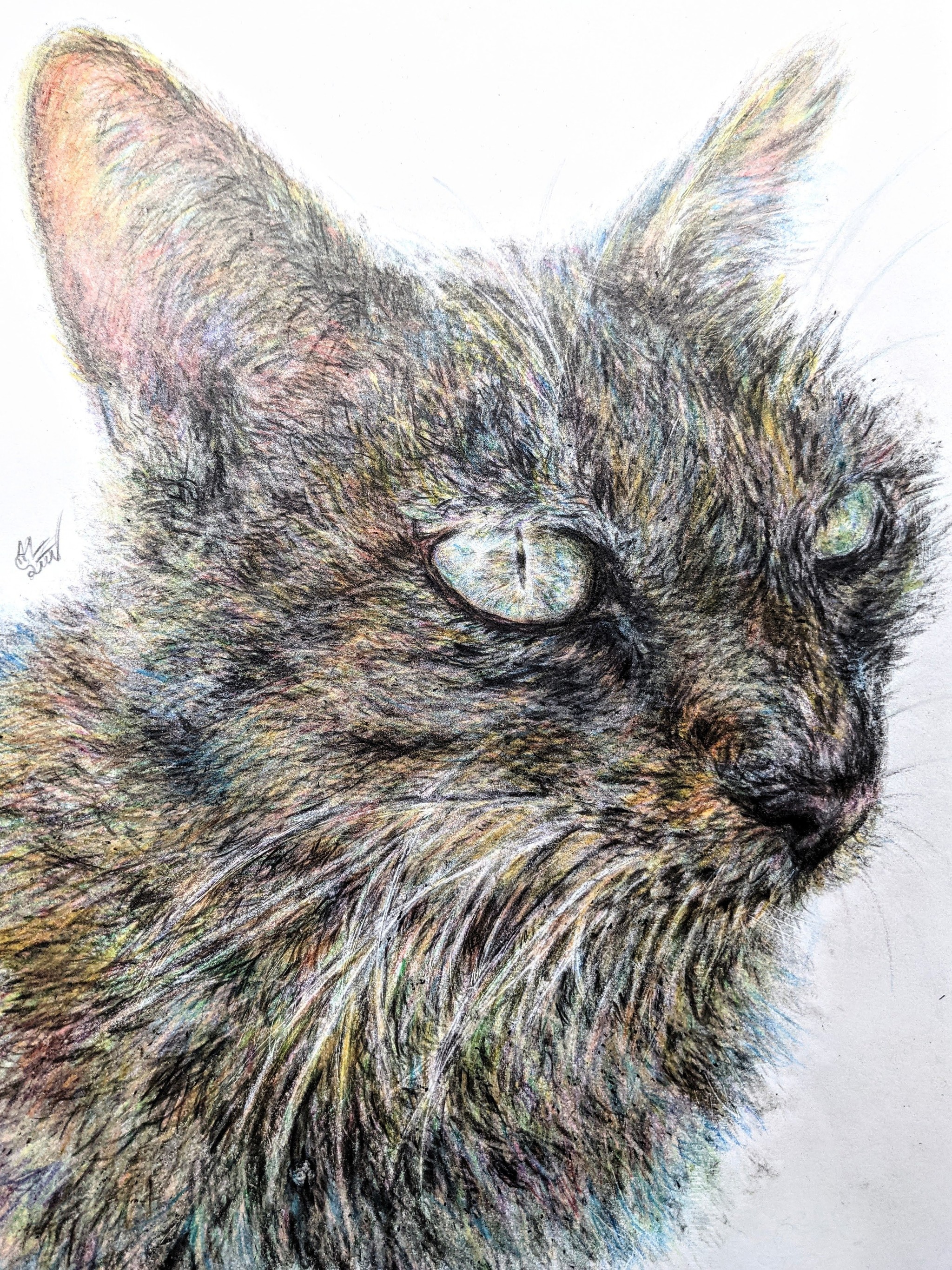 写真にしか見えない！ スマホと指で描いた「猫の絵」 高校生18歳の画家