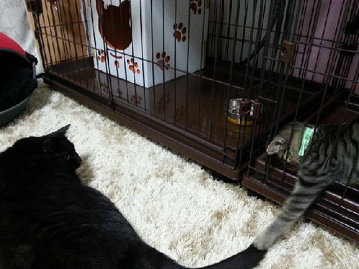 ３日ほどするとイヌオが近づき、シッポで遊ばせました。翌日も翌々日も同じようにしたので「いける」と思いました