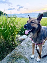 散歩を楽しむばつ丸くん（画像提供：あやさん）