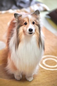 飼い主さんいわく、「穴があれば落ちるし水があれば入るし、ケンカがあればなんだなんだ！と見に行き巻き込まれます（笑）。でも何故か人にも犬にも許されてしまう本当にいいキャラなんです」という、くぬぎちゃん（提供：しゃべる乳酸菌ちゃんさん）