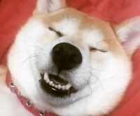 笑ったまま眠る柴犬・コメットちゃん