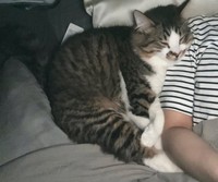 飼い主さんご夫婦の間で川の字で寝るほたてくん（提供：ほたてくんさん）