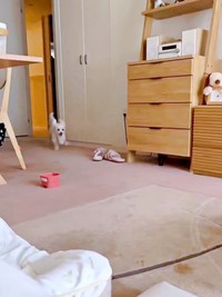 部屋の向こうから駆けて来るになちゃん（画像提供：fatbiker1969さん）