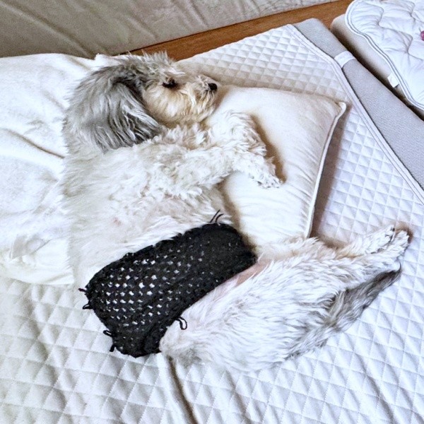 ママがトイレから戻ったらーー枕を独占していたつんちゃん（画像提供：つんこむさん）