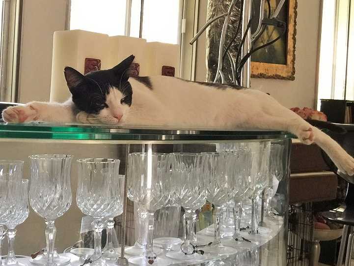 アラブは三毛猫が多い　色柄も豊富？！