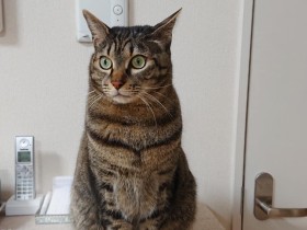 「福」「ニャー！」　自分の名前を自分で決めたキジトラ「福」