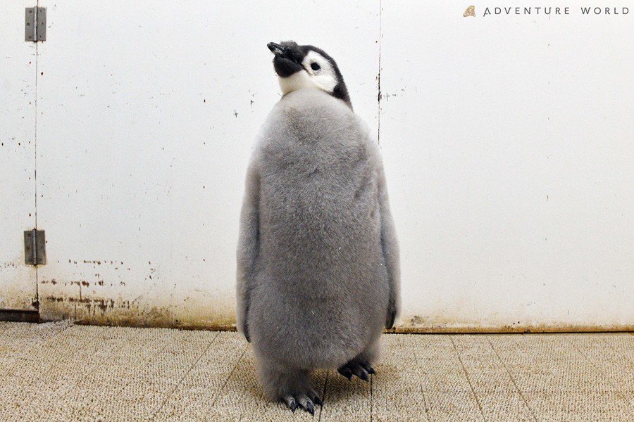 ペンギン赤ちゃんの体重測定 お願い じっとして 飼育員さんとの攻防戦にほっこり うちの娘みたい まいどなニュース