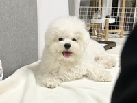 お散歩して大満足のぴぷすくん（画像提供：しろいぬ（ぴぷす）さん）