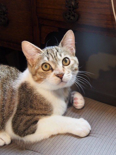 「鼻の頭のハート模様に気づいてくれた？」