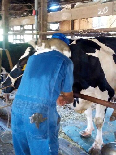 牛と猫の友情物語 遊んだり毛づくろいしたり 牧場でスタッフを癒やした光景 犬 猫との幸せな暮らしのためのペット情報サイト Sippo