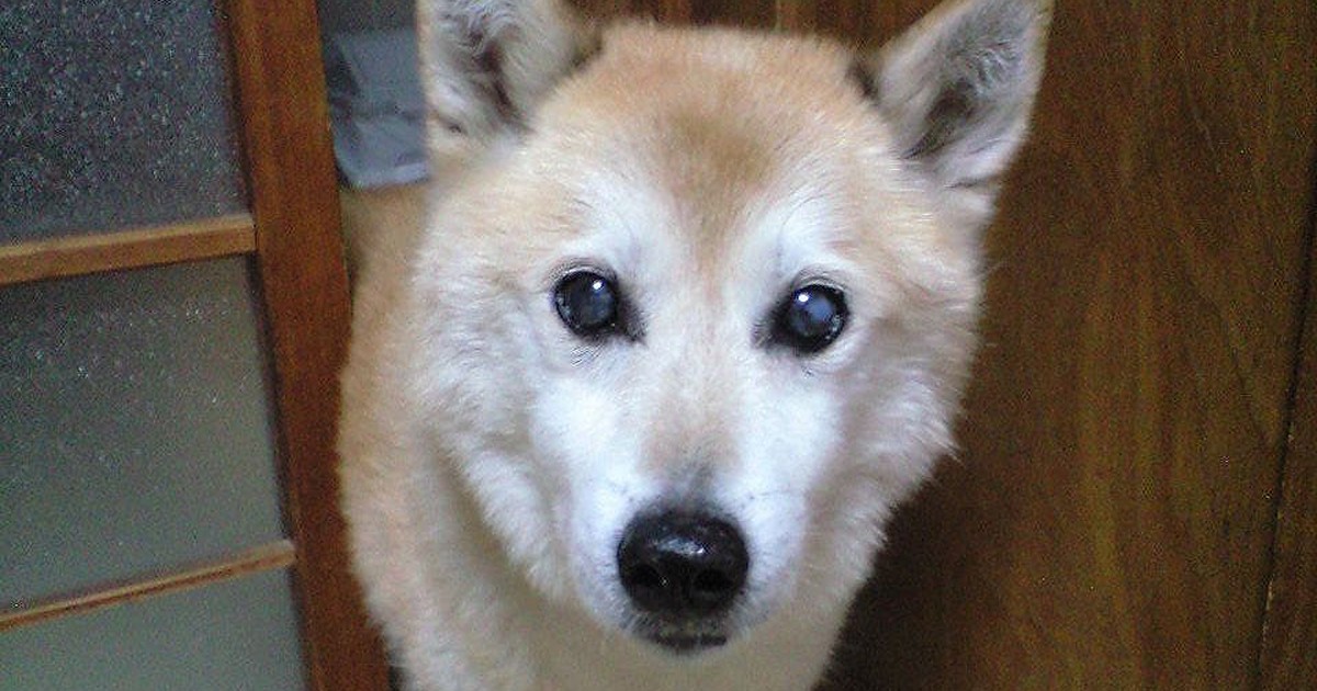 じじ柴ハチさんとのいとしき日々　老いて変わっていく愛犬「本当に可愛い」 | 犬・猫との幸せな暮らしのためのペット情報サイト「sippo」 - Vimarsana News