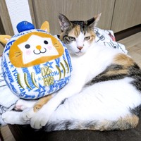 横浜DeNAのマスコット“スターマン”だるまと寄り添うトビ子ちゃん（画像提供：tobi8/8さん）