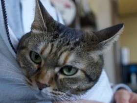 “犬派”の家に、猫がやって来た！　新しい発見の日々