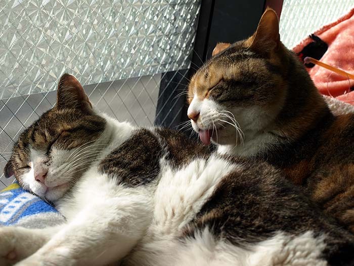 しんたろう（左）と、ケイ（右）。大人猫２匹は仲良くまったり過ごしている
