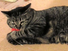 猫に投薬　 ついに“イヤだけど美味しい”と思わせることに成功