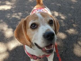 抱っこするとマウンティング、きょうだい最強　末っ子ガールのビーグル「アリア」