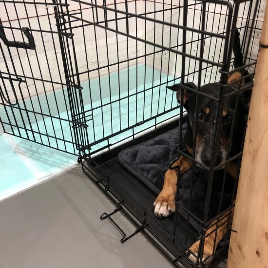 デスク下からちょっと移動してもケージが自分の場所になった