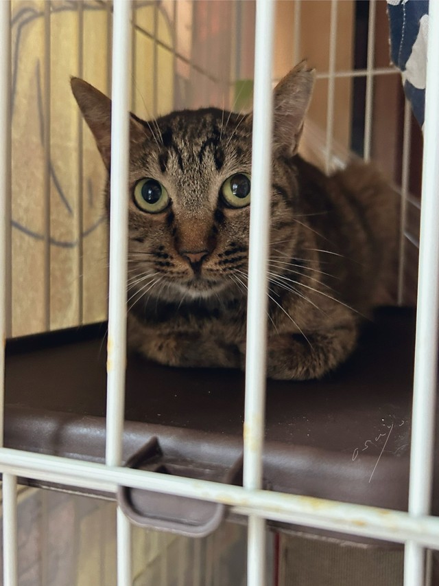 保護から3日目。人間が近づくとシャー（おすよさん提供）