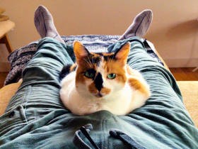 15歳の愛猫とステイホーム　「今ここにしかない時間」を大事に、思う存分味わう