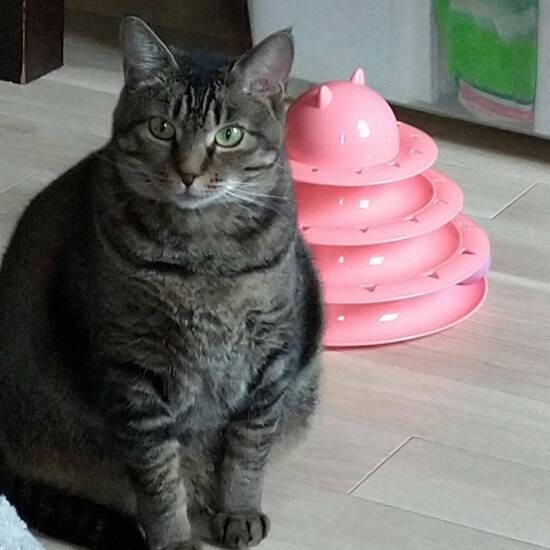 「可愛くてファンが多いナオミちゃん。お声はなかなかかからないけど」（亜妃さん提供）