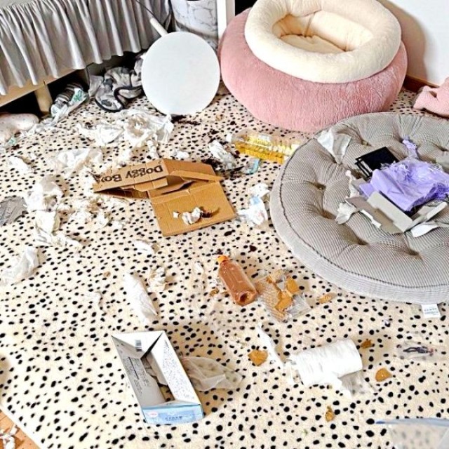 DVDを再生し忘れるとーー留守番中、家の中で大暴れしてしまうレティちゃん（画像提供：レティ ボーダーコリーさん）