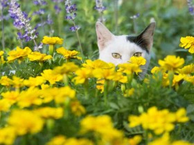 かくれ猫の姿に思わずクスッ　本気が空回りする姿も可愛い写真集