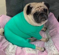 このムチムチ具合がたまりません！ちょっと困ったような表情も癒し度満点です（ムーさんのTwitterより）
