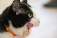 運送会社の広報部長として活躍する「ふく」（撮影／石黒謙吾）