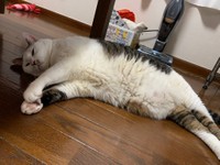 この夏、落ちていました