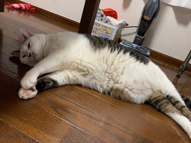 この夏、落ちていました