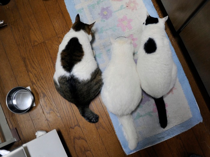 とらとまるの間で食事をするシロ、３カ月もするとすっかり馴染んだ　扶桑社/(C)太田康介