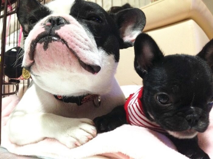 家にきたころの「キュマ」