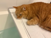 人間は蓋を半分はずして猫見風呂