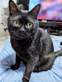 名前を呼ばれて見つめる望那くん（画像提供：彩月&萌花にゃんさん）