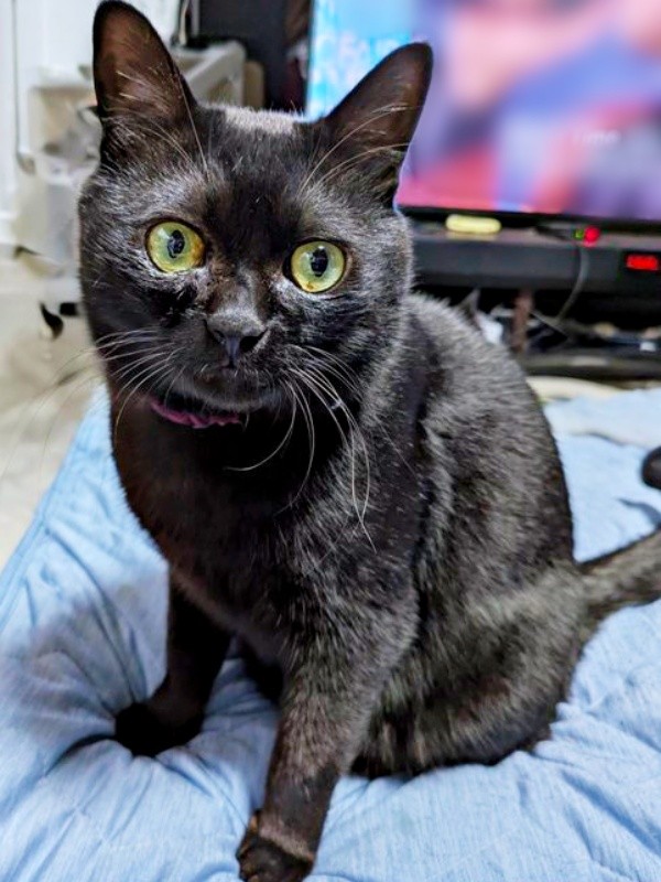 名前を呼ばれて見つめる望那くん（画像提供：彩月&萌花にゃんさん）