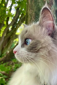 よこがおも可愛い（「のあこはくLavie」さん提供）