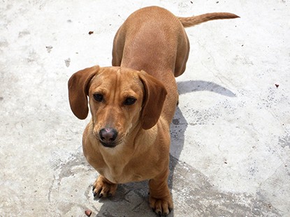 ７歳のミニチュアダックス　時々、てんかんのような発作が…