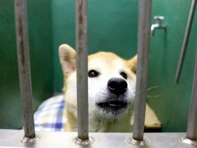 犬猫殺処分ゼロ、どう継続　譲渡へボランティア懸命