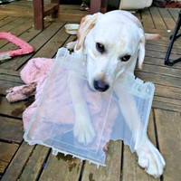 ラブラドール・レトリバーの子犬「るう」ちゃん（画像提供：がう2さん）