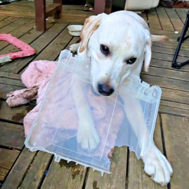 ラブラドール・レトリバーの子犬「るう」ちゃん（画像提供：がう2さん）