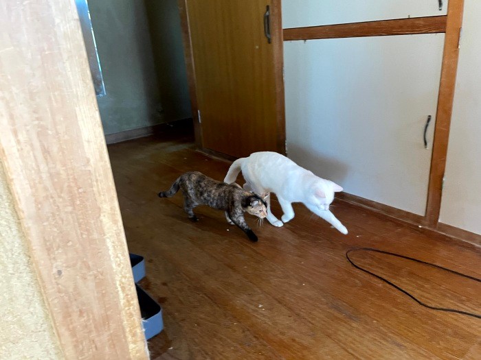 スタッフが掃除機をかけていると、掃除機のコードを追いかけて遊ぶ猫たち