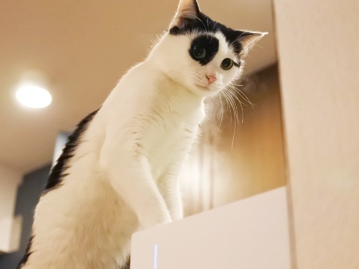 昨年お正月、加湿器を浴びてうるつやを目指す！（mimoeさん提供）