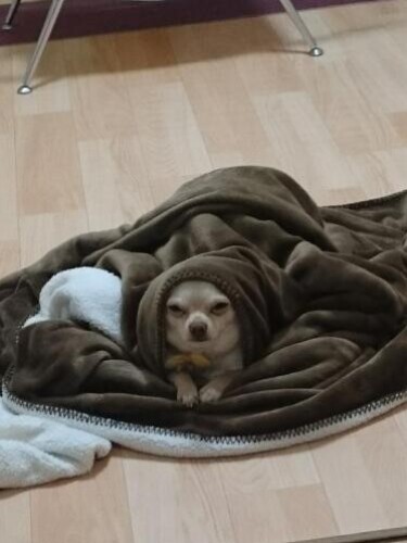 家にきたころの「たけぽち」